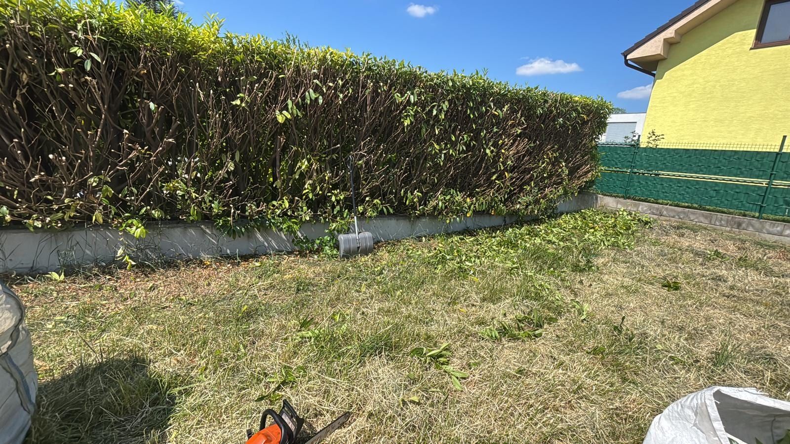 Frisch zurückgeschnittene Kirschlorbeerhecke auf einer Mauer, davor Schnittgut auf dem Rasen.