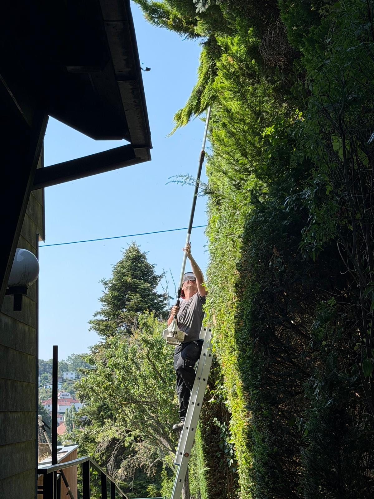 Mitarbeiter mit Visier steht auf einer Anlegeleiter und schneidet mit einer Stangen-Heckenschere eine hohe Hecke neben einem Hausdach.