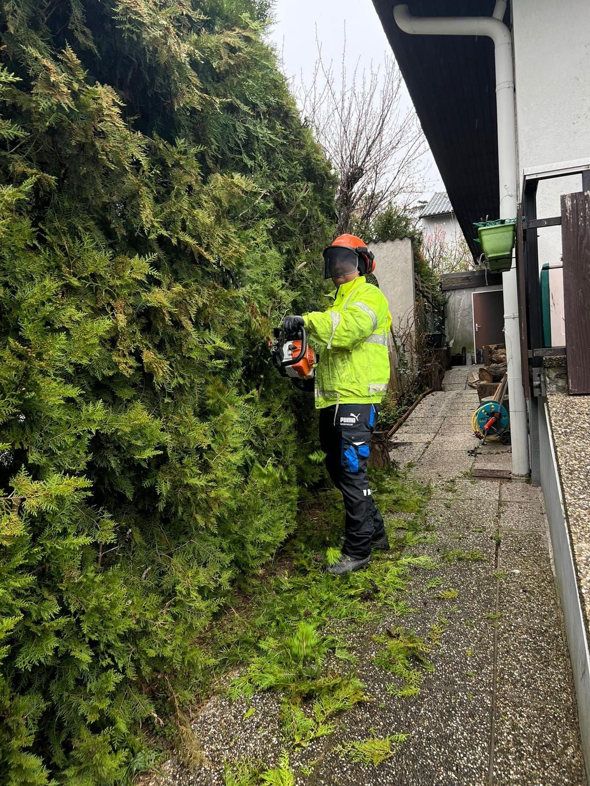 Mitarbeiter mit Schutzhelm und Visier schneidet mit einer Motor-Heckenschere eine Thujenhecke entlang eines Hauses.